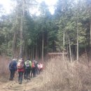 산수유꽃길로 이미지