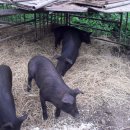 방목흑돼지 이미지