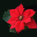 송정연가 이미지