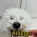 페디소 네이버블로그