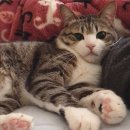 내가 바로 그 예쁜 고양이 총각 `스즈메`다(+스즈메에게 동생이 생겼어요++영상ㅋㅋㅋㅋ) 이미지