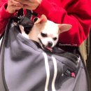 펀들 | [반려견 슬링백] 펀들 펫 슬링백 추천! 러닝 펀들 L 사이즈 비교 후기