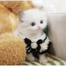 아담스펫 강아지분양 고양이분양 강남점 이미지