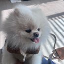 품이네 애견방 | [일상] 똥강아지 '칸' 산책 일기(미용전 사진박제)