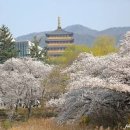 경주 가볼만한곳 보문단지 보문정 첨성대 벚꽃 명소 이미지