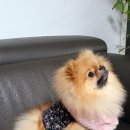 손바느질로 만드는 강아지 옷 이미지