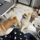 에이스애견수제간식 이미지