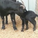 구정염소농장 이미지