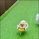 부산애견 이미지