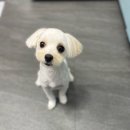 여수죽림동물병원 애견미용실 이미지