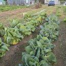 매호농장 이미지