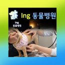 아이앤지동물병원 이미지