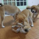 개판살판 이미지