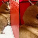 댕댕이꺼 이미지