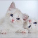 행복한 동물병원 이미지