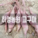 햇고구마의 효능 / 고구마말랭이 다이어트에 최고!