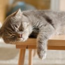 따스한 동물병원 이미지