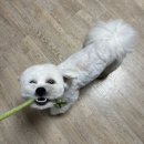 부티크멍 애견미용실 | 부천 약대동 부티크멍 애견미용실ㅣ다양한 애견자격증 보유한 미용사 말티즈 스포팅 가위컷 후기