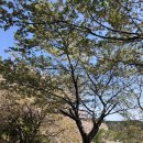 황령산유원지 생태숲 이미지