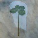 차기정약국 | 모태안 시험관 다낭성 난재채취 4일배양 동결이식 성공 크녹산처방