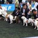 애견전람회