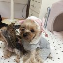 Luxury Dog 이미지