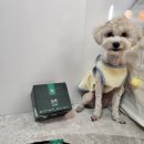 펫리즈 | [보리X에스클래스펫]에스클래스펫 치석제거 앤시리즈 덴탈 껌 먹방 후기