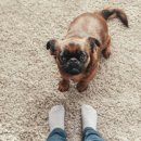 강아지집 이미지