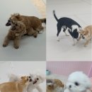 부산애견호텔 댕댕스쿨 | 부산 강아지유치원 연산동 애견유치원 댕댕가르텐 내돈내산 솔직리뷰