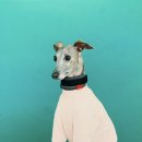 피피도그 이미지