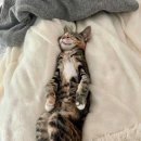 고양이 하루 이미지