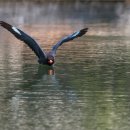 파랑새2 이미지