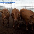 종원농장 이미지