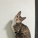 우리집 똥강아쥐 이미지