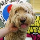 도그핏애견샵 이미지