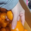 범수네농장 | 범수네농장 귤 후기