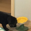 강아지 사료 추천｜입짧은 강아지가 꾸준히 먹는 올바른끼니 내돈내산 후기