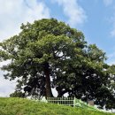 영풍 병산리 갈참나무 이미지