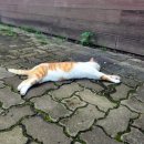 씨유 수원조원점 | 자취생의 셀프 생일상 차려먹는 주말 일기와 먹부림 기록 feat.퇴근길 개냥이들