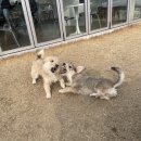 헬로우댕댕 이미지