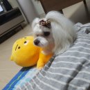 개편한 애견미용 이미지