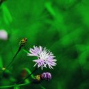 나의 정원 이미지