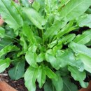 소렐(Sorrel) 이미지