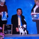 챔피언켄넬 이미지