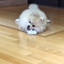 아따멍멍 이미지