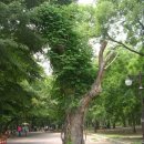 황성공원 씨름장 이미지