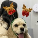 본동물메디컬센터 24시수성점 이미지