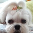 우리봄이네 이미지