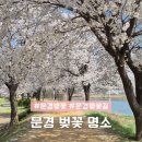 솔밭체육공원 | 문경 벚꽃 명소 문경모전천벚꽃 벚꽃축제 마성 벚꽃길