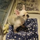 강아지를 부탁해 이미지